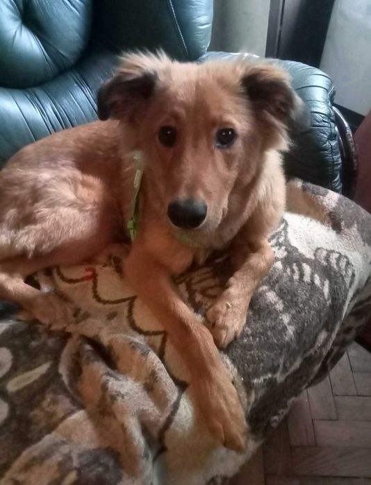 DOA-SE CÃO - Raçado de Golden Retreiver