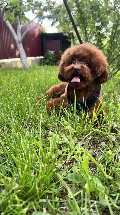 Хлопчик той пудель Китай вязка