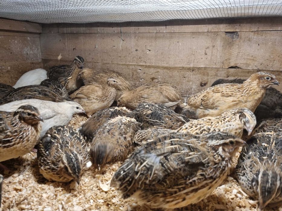 Przepiorki japonskie koguty