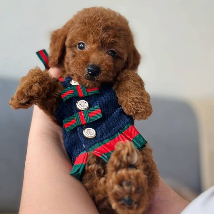 Малишка той пудель Ред Браун*