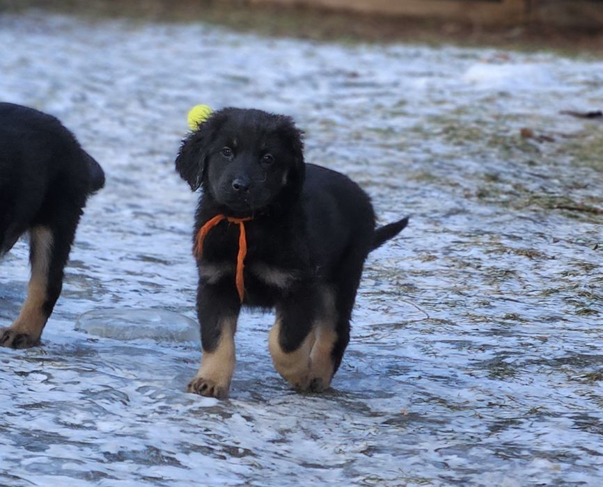 szczenię rasy Hovawart