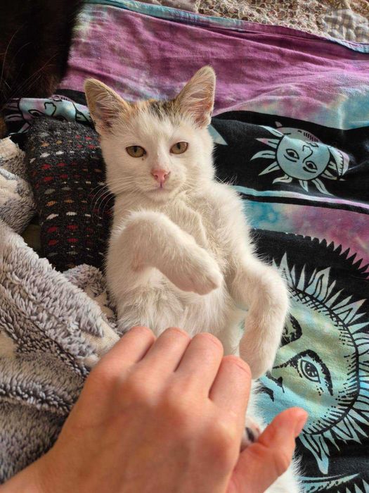 Malutka kotka szuka domu