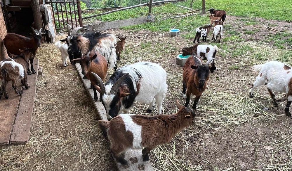 Cabras anãs 50 €