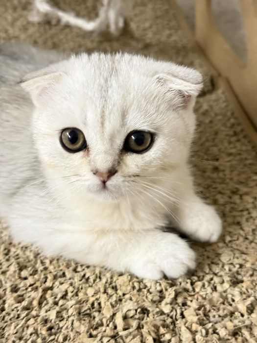 Без кота і життя не те! Мілота!!!