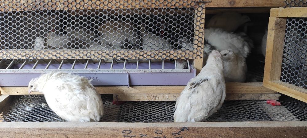 Перепела суточные