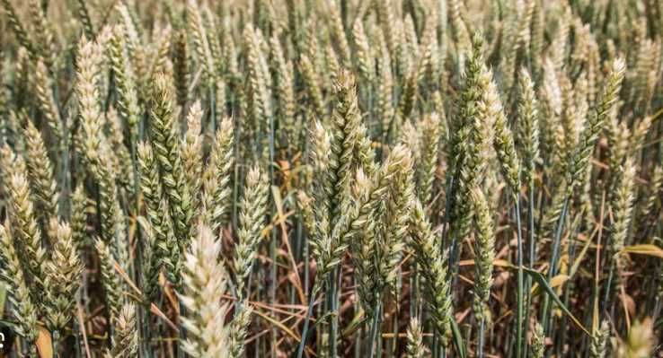 Продам Скаген, Мулан - насіння пшениці для посіву 1 репродукція