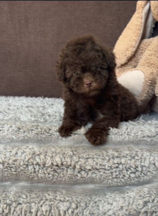 Той пудель шоколадики