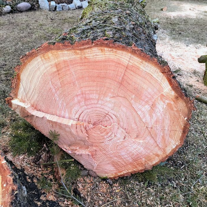 Daglezja kłoda 3,9 m