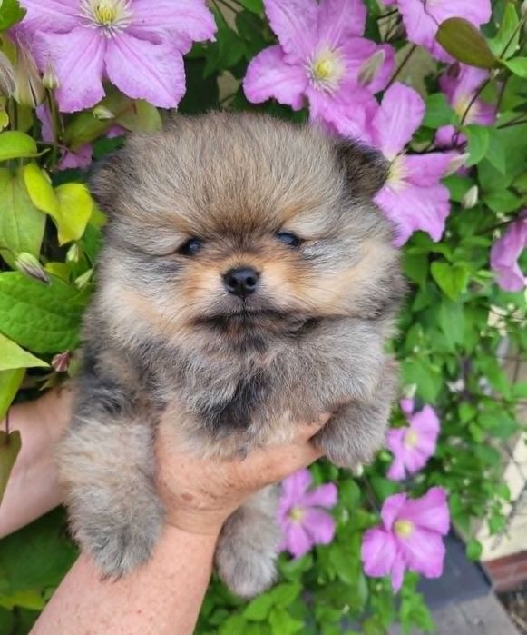 Szpic miniaturowy pomeranian piesek FCI