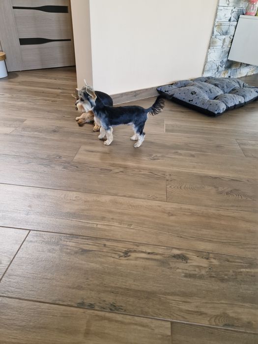 Yorkshire Terrier Malutki Piesek szuka kochającej rodzinki :-)