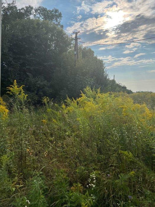 Земля Піддубці сільськогосподарського призначення 20сот