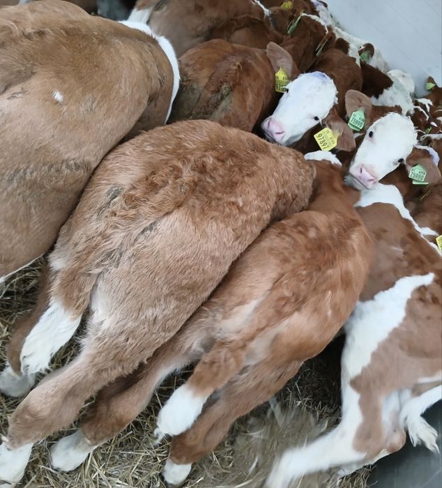 Sprzedam byki miesne