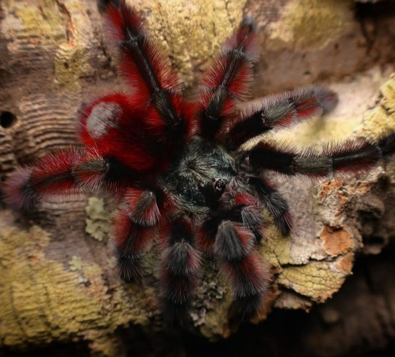 Caribena versicolor L1/2 karaibka wielobarwna