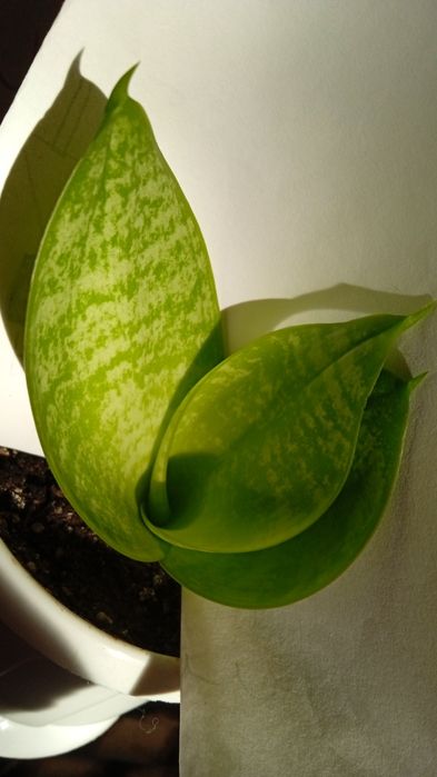 Хані Крем Медіопікта Пагода Фаворит Блек Драгон Лайм Деніс