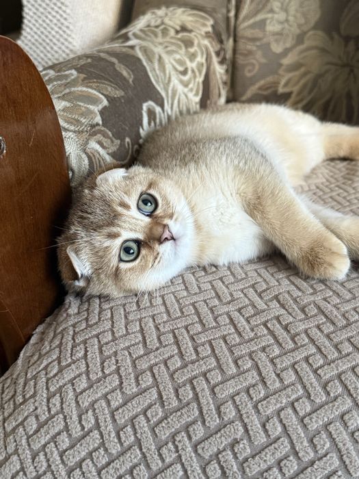 Шотландская золотая шиншилла мальчик