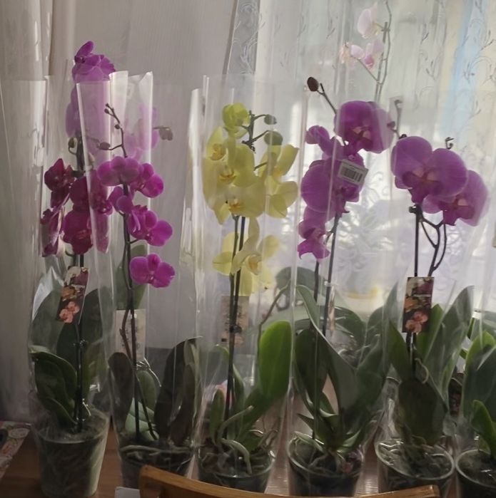 Орхідея фаленопсис вазони живі квіти