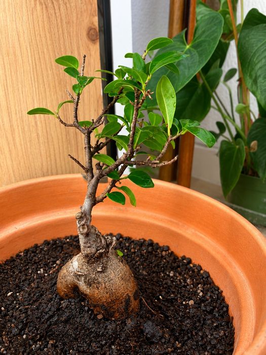 Bonsai Ficus  10 anos
