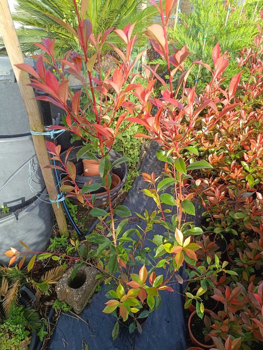 Photinia/ fotinia para jardim