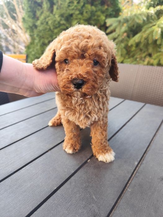 Pudel miniaturowy rudy, red