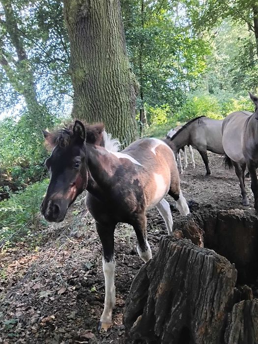 Sprzedam konie huculskie