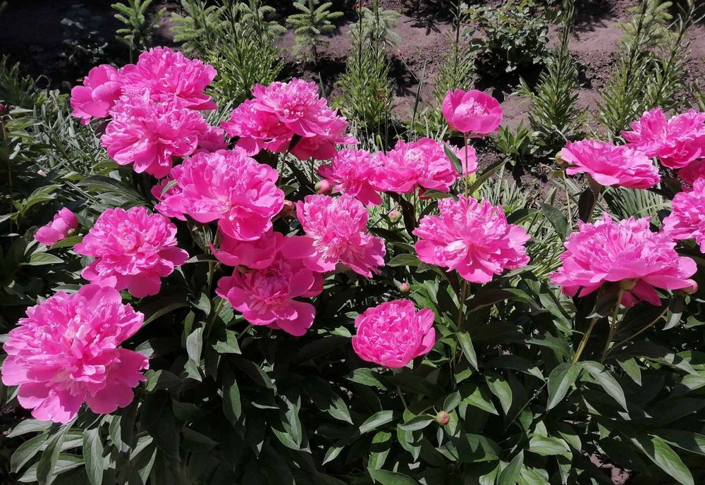 Піони. Півонії..