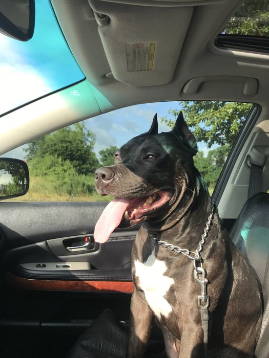 Вигул собак в Івано-Франківську, домашня перетримка, зоотаксі