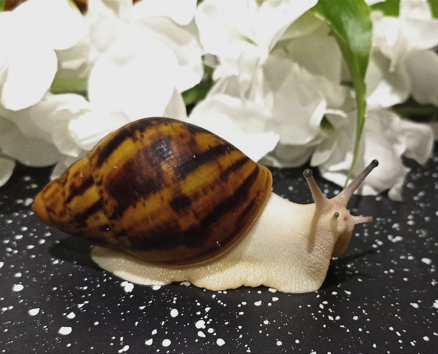 Ślimaki afrykańskie, Archachatina marginata ovum acromelanic.