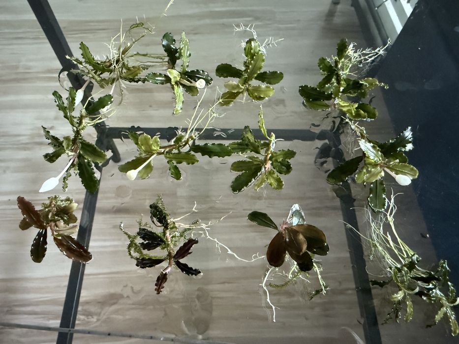 Bucephalandra dekoracja 12 sztuk 5 gatunkow