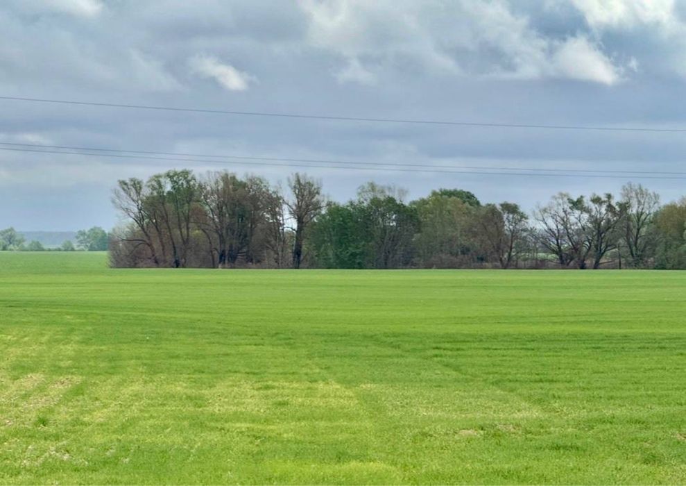 Продаж земельної ділянки під агробізнес у Воронькові - View 4
