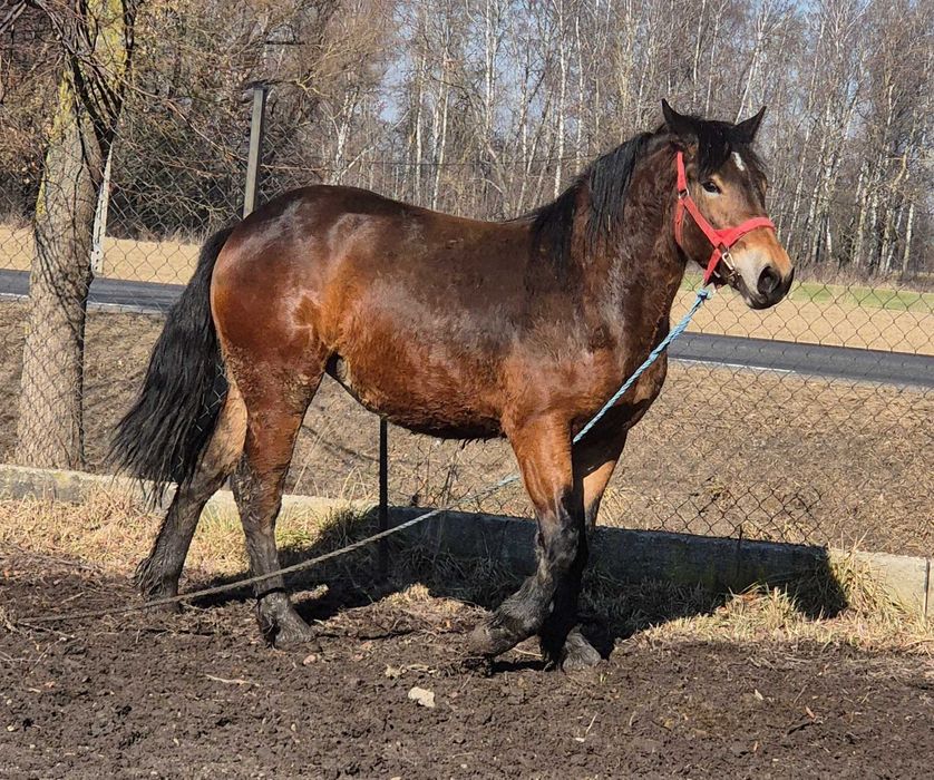 Źrebica ogier szpak