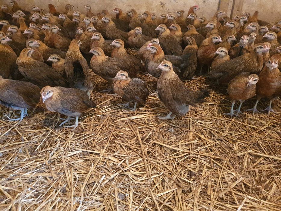 Kurki kokoszki nioski Zielononóżki dowozimy na miejsce