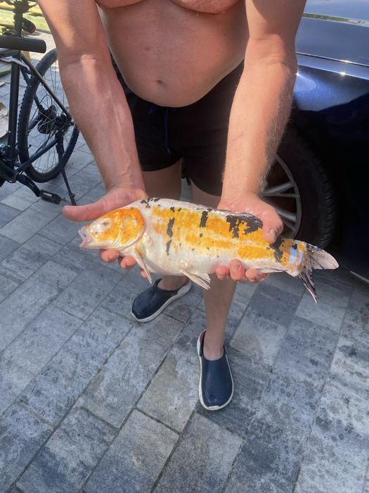 Karp koi selekt Japonia.