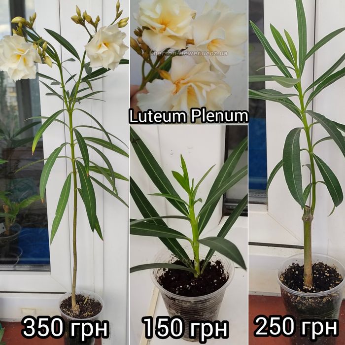Олеандр Splendens Giganteum, цветок размером с ладонь