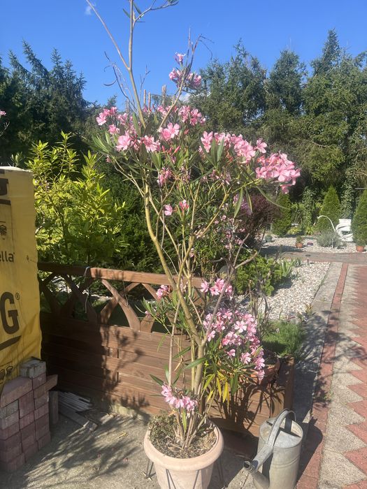 Kwiaty Oleander różowy w donicy