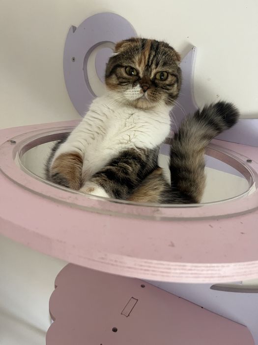 Scottish fold femea