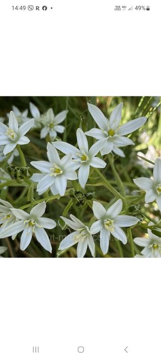 Орнітогалум,птахомлічнік квіти низькі