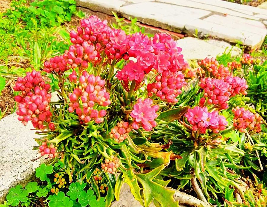 Flores / suculentas / plantas