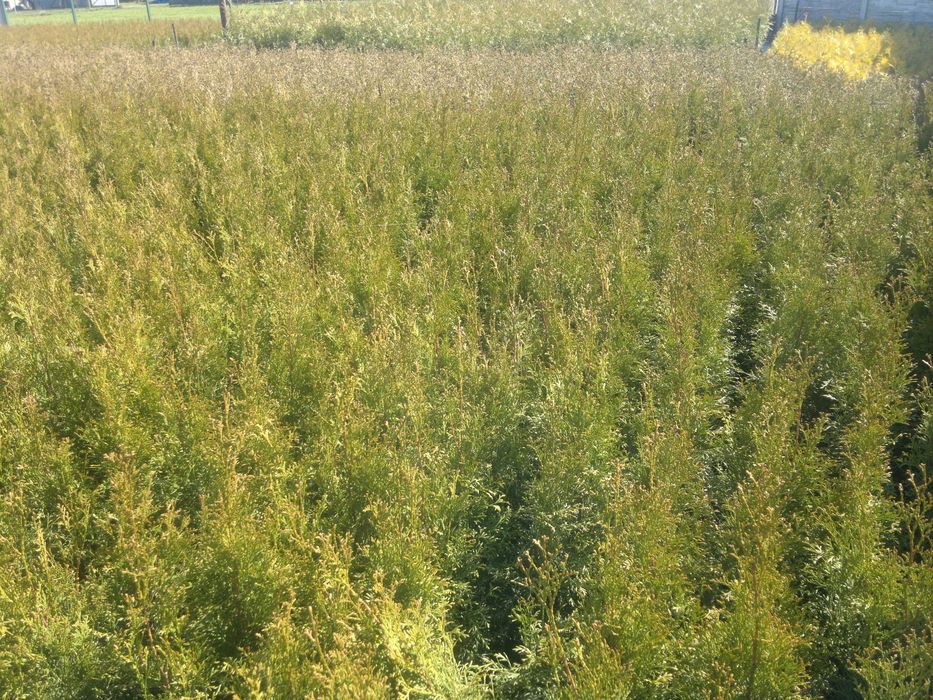 Tuja Szmaragd doniczka 8 sztuk thuja smaragd