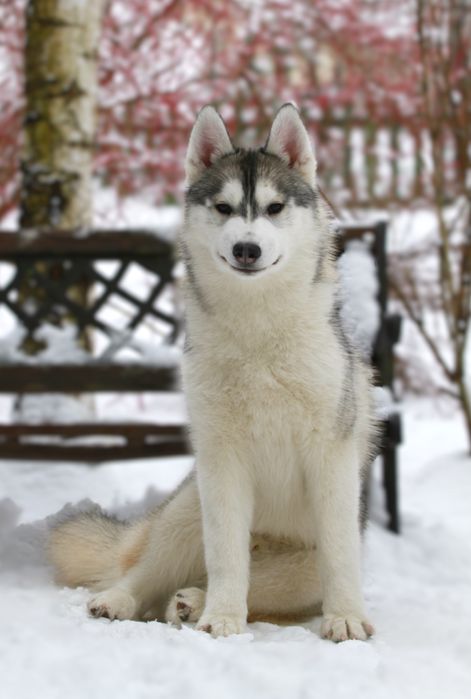 Siberian Husky ZKwP