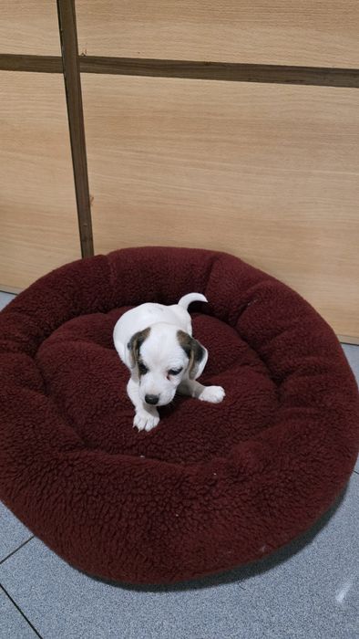 Jack russell macho