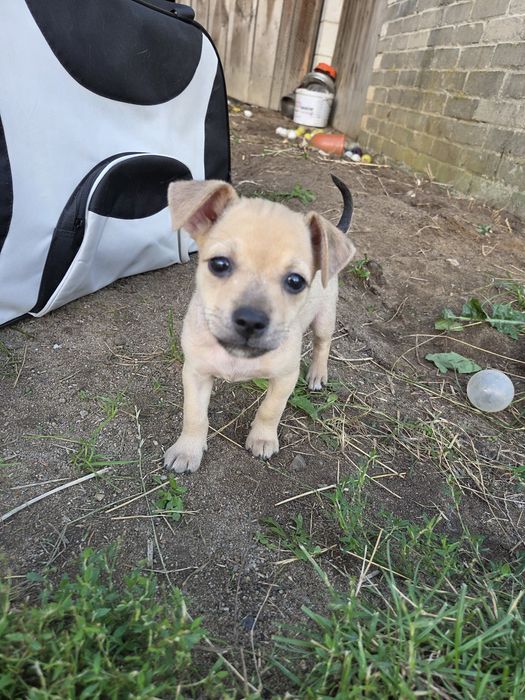 Triki, 2 miesięczna suczka do adopcji