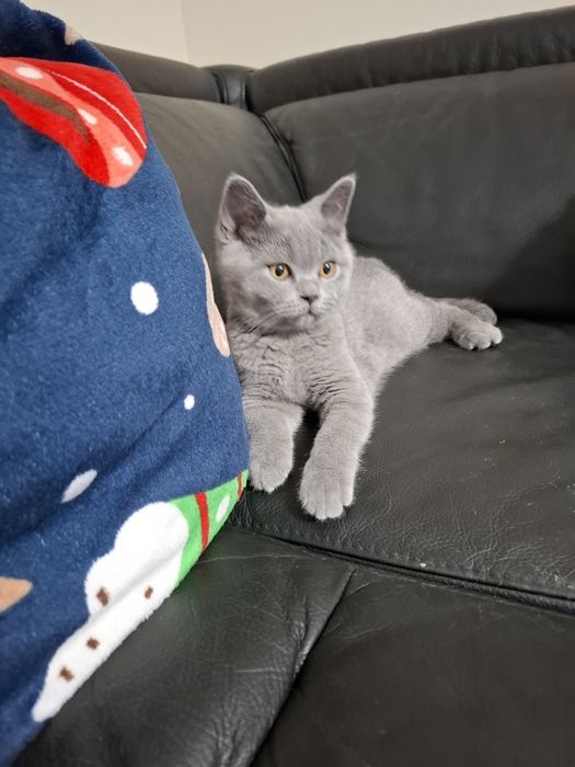 Kocurek brytyjski niebieski