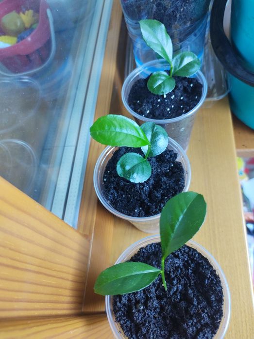 Продаж: мандарин, авокадо, лимон