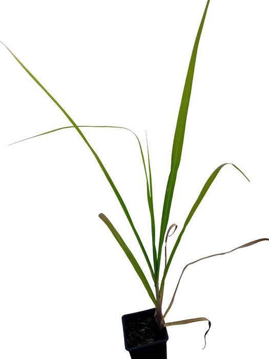 Cana de acucar planta