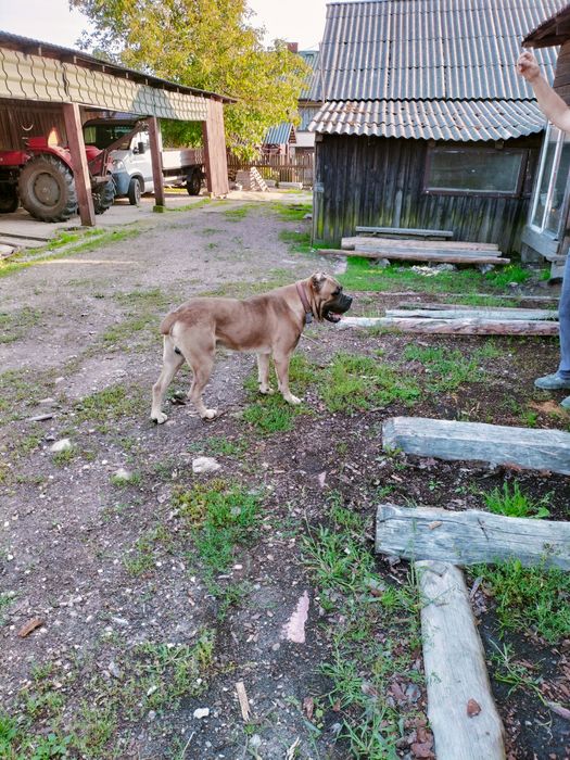 Oddam  psa w dobre rece