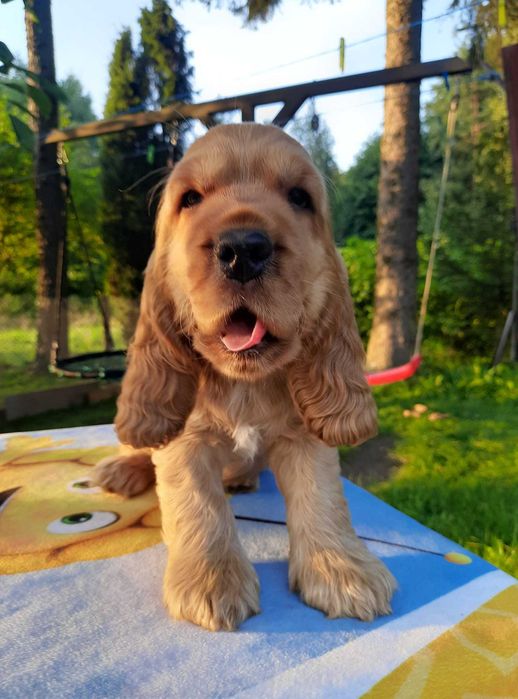 Cocker Inglês dourado