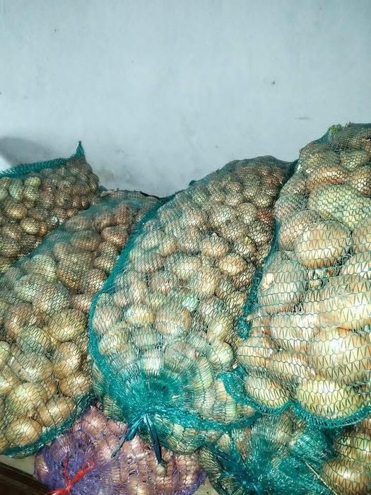 Продам цибулю оптом