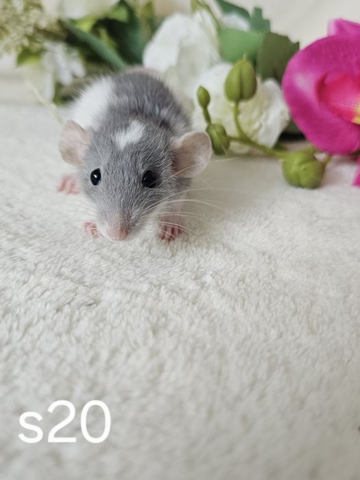 Szczur szczury szczurki