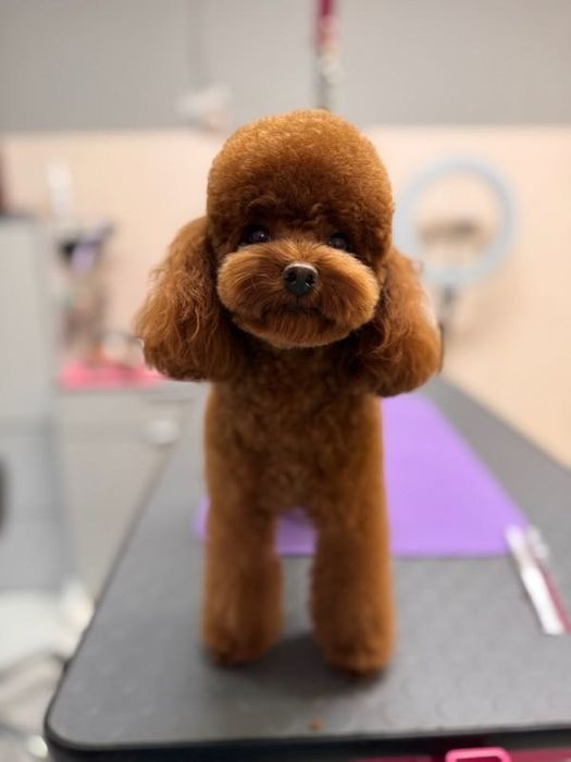 Reproduktor pudel toy