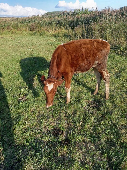 Продається тільна два місяці  коровка і теличка всі питання  по телефо